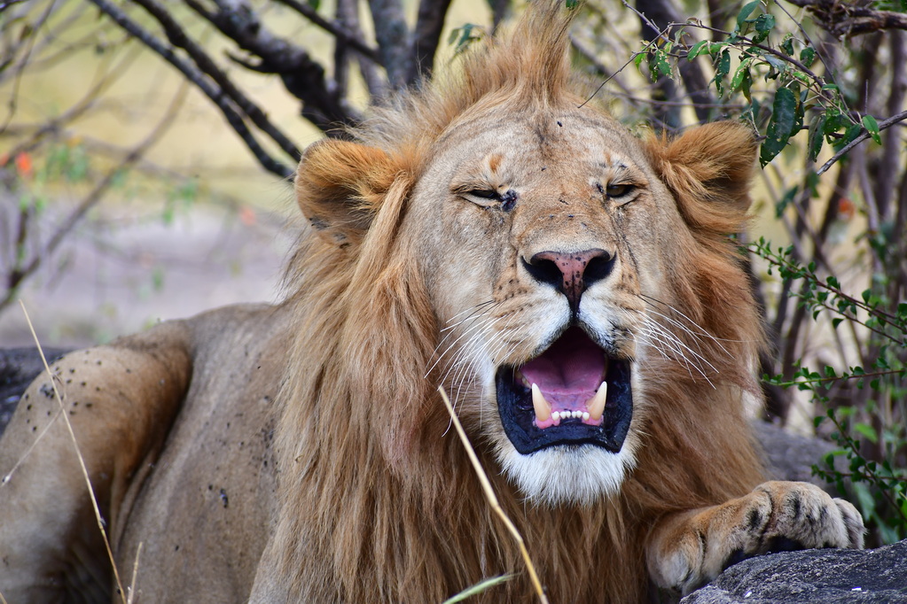 Masai Mara Nat. Reserve